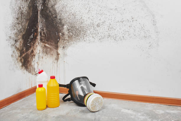 Best Residential Mold Remediation in Monterey Park, CA