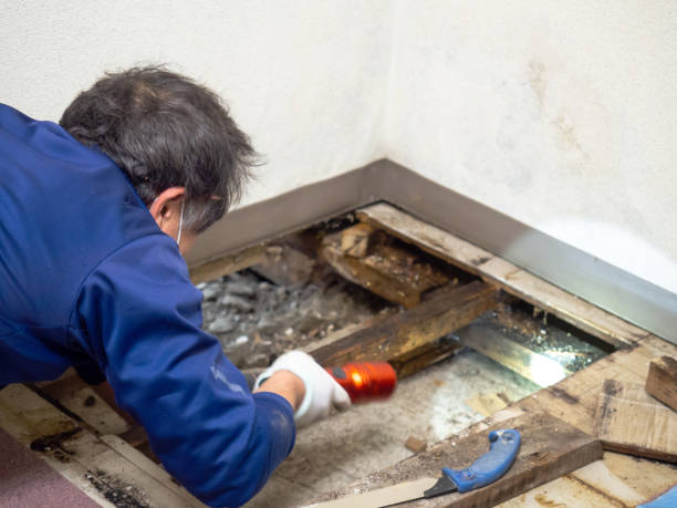 Best Crawl Space Mold Remediation in Monterey Park, CA