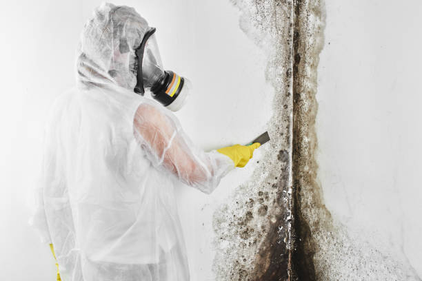 Best White Mold Remediation in Monterey Park, CA