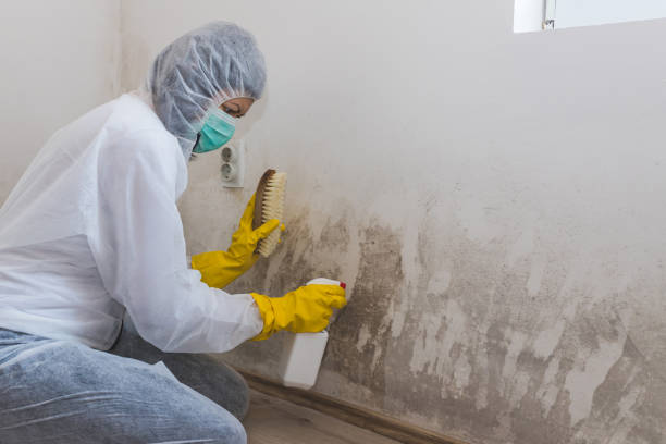 Best Black Mold Remediation in Monterey Park, CA