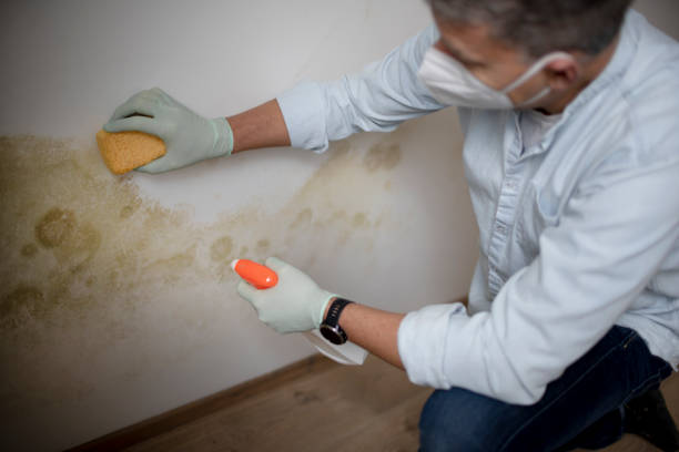 Best DIY Mold Remediation Support Services in Monterey Park, CA